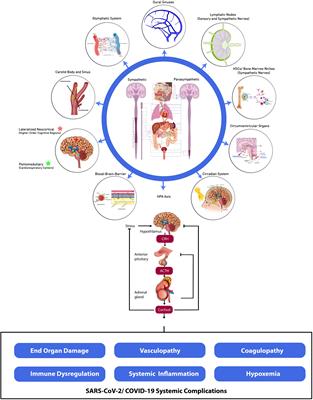 Frontiers | Nervous System-Systemic Crosstalk In SARS-CoV-2/COVID-19: A ...